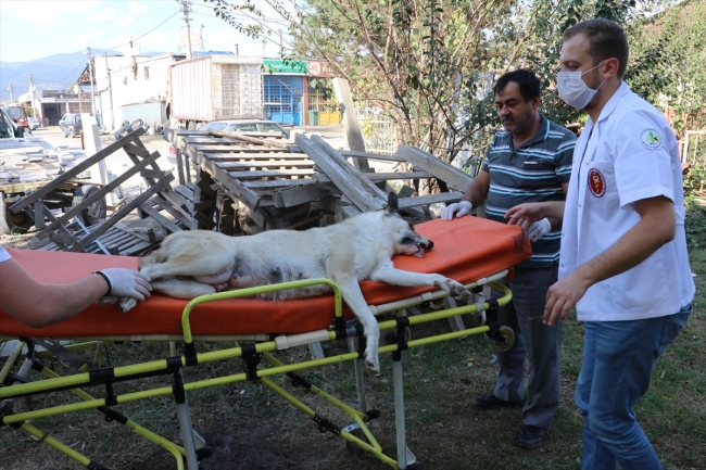 Bolu'da tam donanımlı hayvan ambulansı sokak hayvanlarına hizmet veriyor